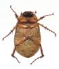 Hoplochelus marginalis